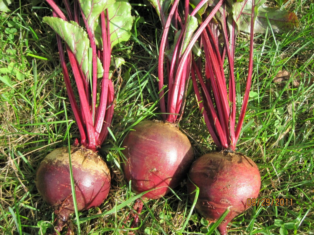 400+ Seeds Beetroot Detroit Dark Red Beet(Beta vulgaris) Vegetable Free Ship #20