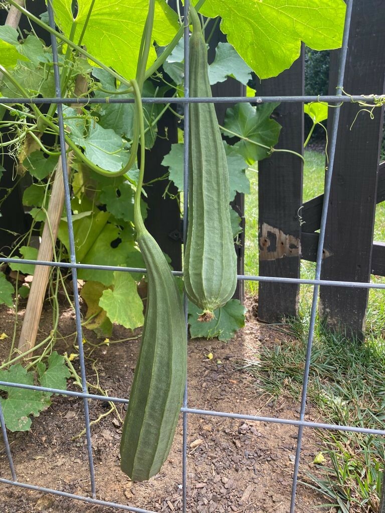 ORGANIC Beerakaya / Angled Luffa / Ridge Gourd/ Chinese Okra /Muop Khia Seeds