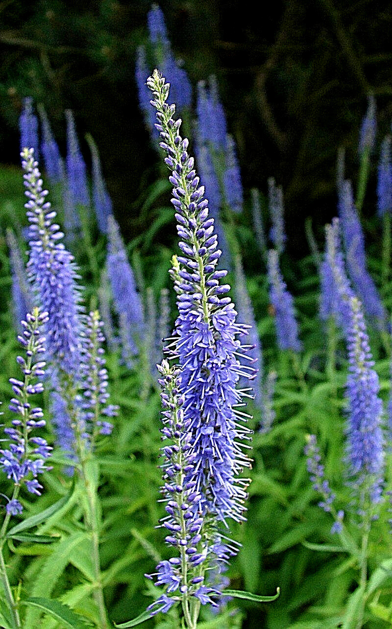 VERONICA LONGIFOLIA, 160 SEEDS, MIXED COLORS, LONG LEAF SPEEDWELL, USA SELLER