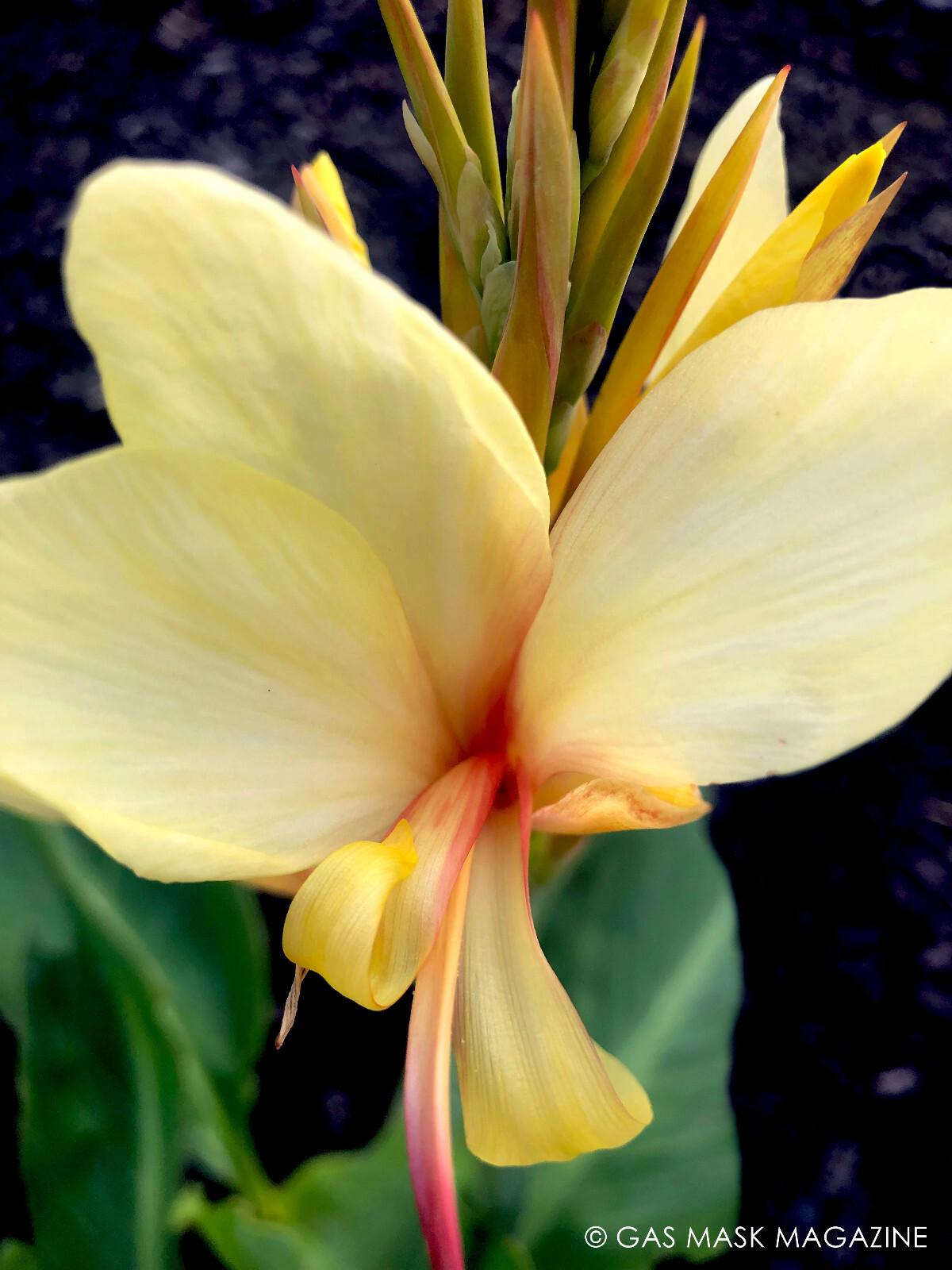 Canna Lily Rhizome, Davia (Creamy Yellow Blooms)