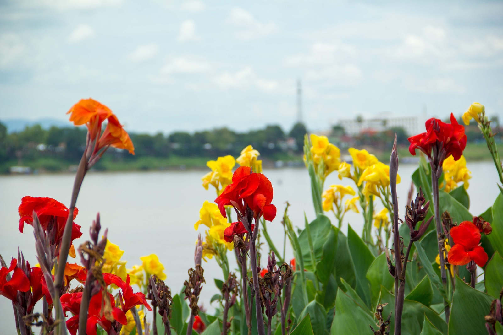 5 MIXED CANNA LILY Generalis Mix Colors Red Yellow Hummingbird Flower Seeds