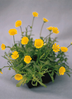 Tanacetum parthenium Matricia parthenium Gold Ball 2,000 seeds