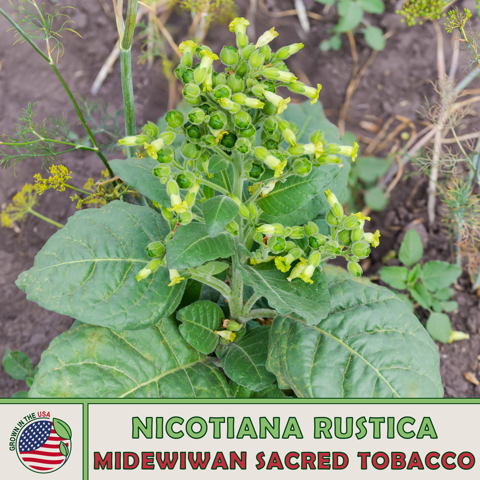 1000 Midewiwan Sacred Tobacco, Nicotiana rustica, Aztec Tobacco, Wildflower