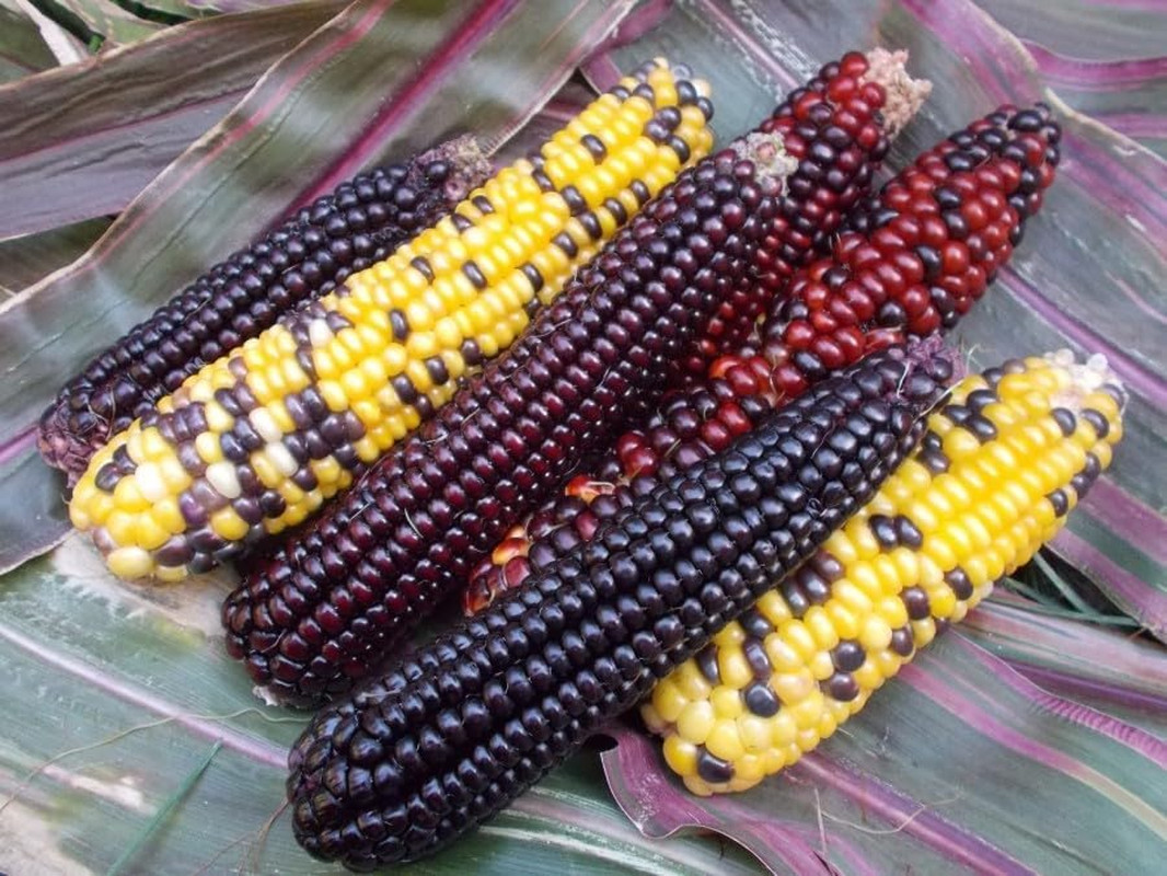 Seeds Corn Multicolor Montana Sweet Purple Yellow Red Garden Heirloom Vegetable