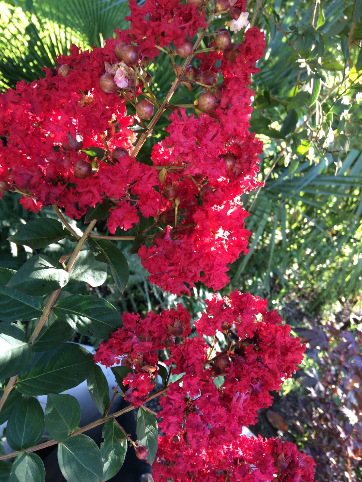 Crape Myrtle | Lagerstroemia indica | Red Rooster | 50 seeds