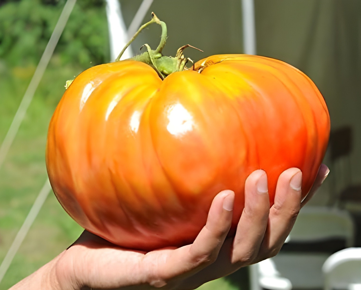 100 Heirloom Big Rainbow Tomato Seeds GIANT 2lb Bi-Colored Sweet Indeterminate