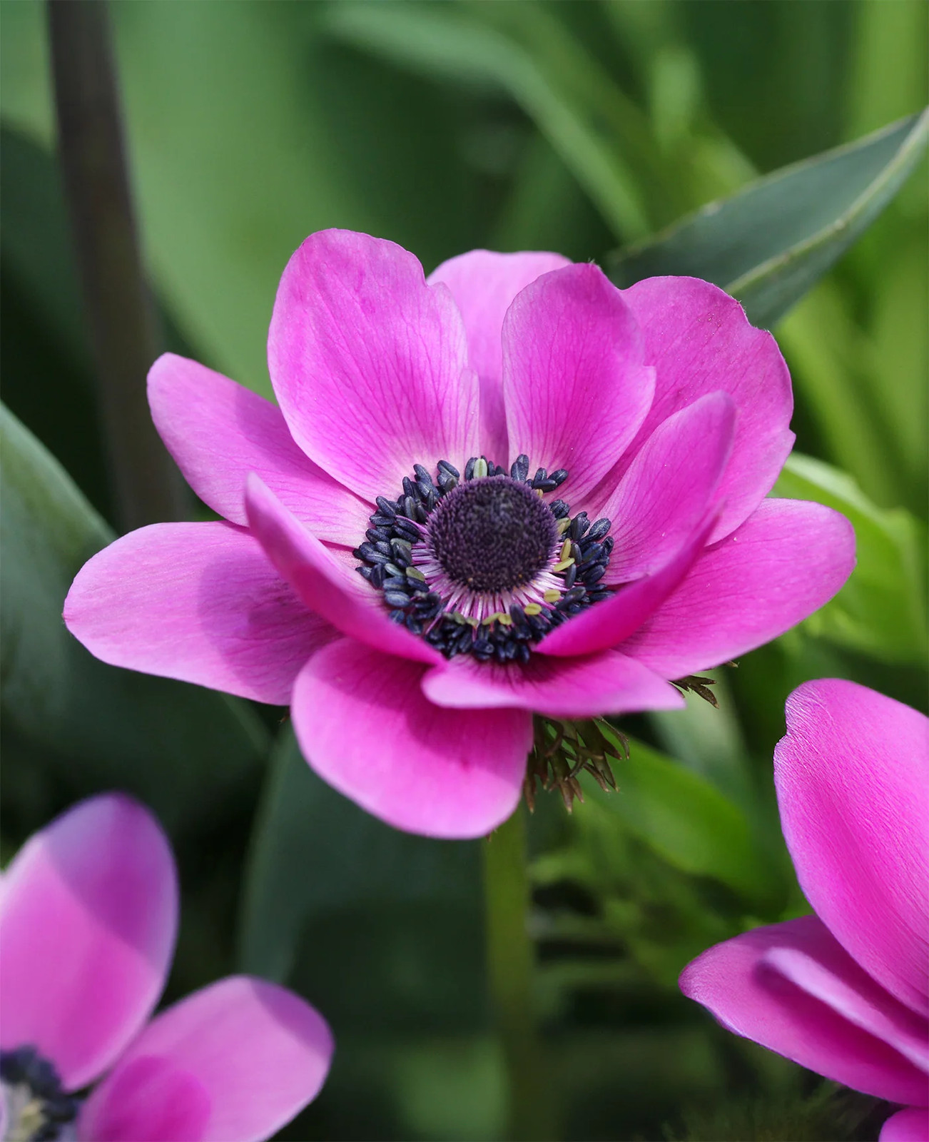 Sylphide Anemone de Caen – 25 bulbs