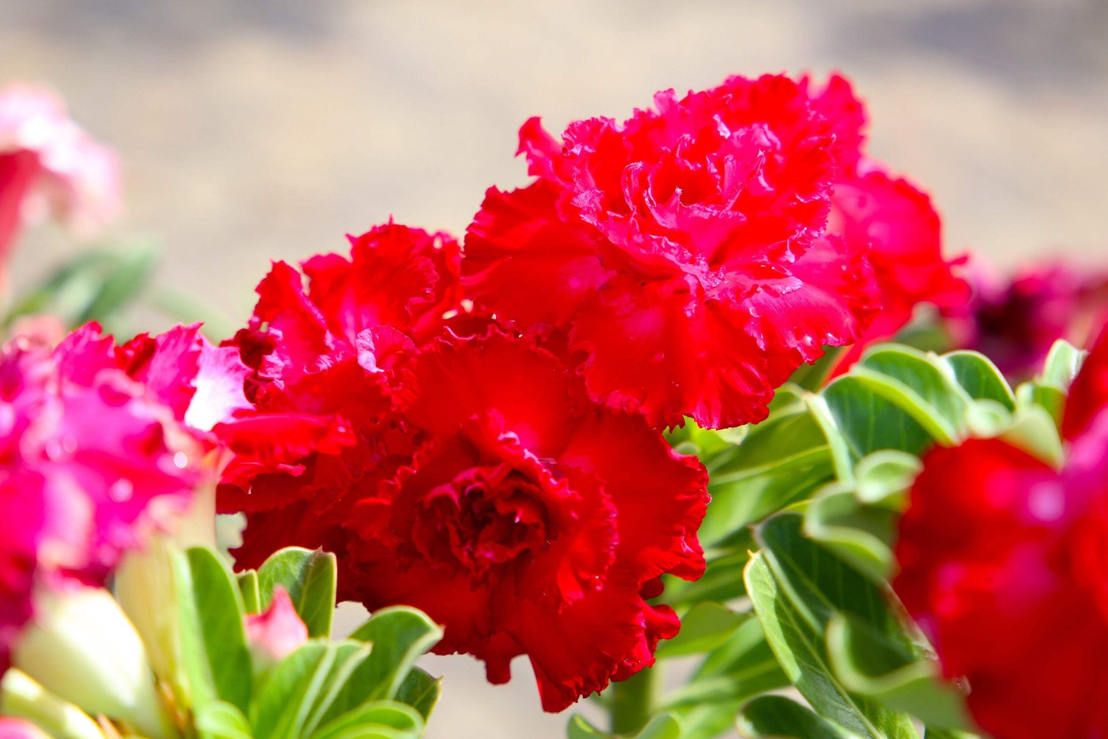 10 Mixed DESERT ROSE / ADENIUM Obesum African Houseplant Flower Seeds *Comb S/H