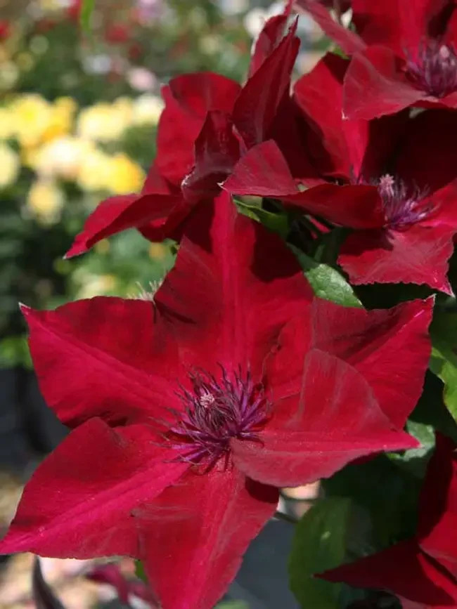 25 Clematis Seeds Flower Seed Perennial Flowers Vine Climbing “Rouge Cardinal”
