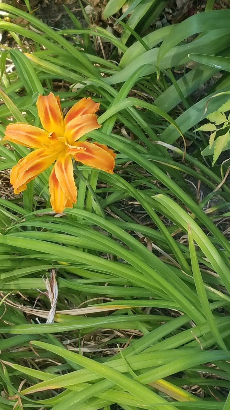 DOUBLE ORANGE DAY LILIES (2)Fresh day lily rooted plants