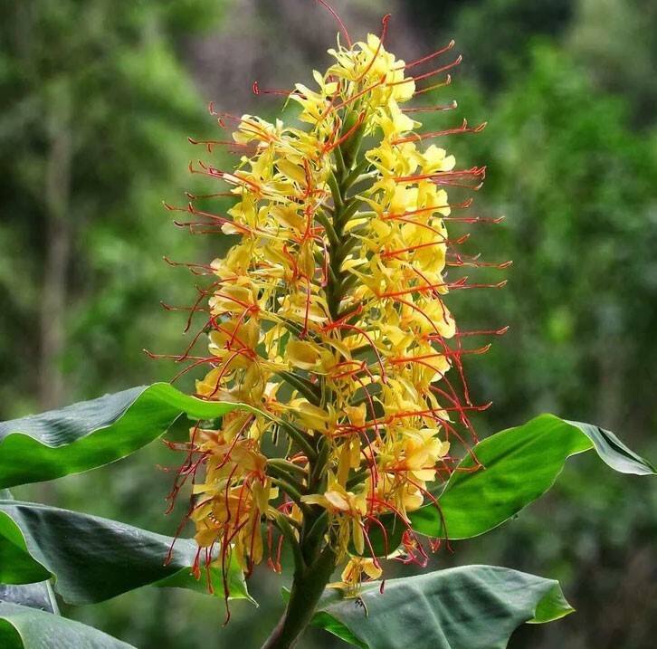 Hedychium gardnerianum | Himalayan & Kahili Ginger | Garland Lily | 10_Seeds