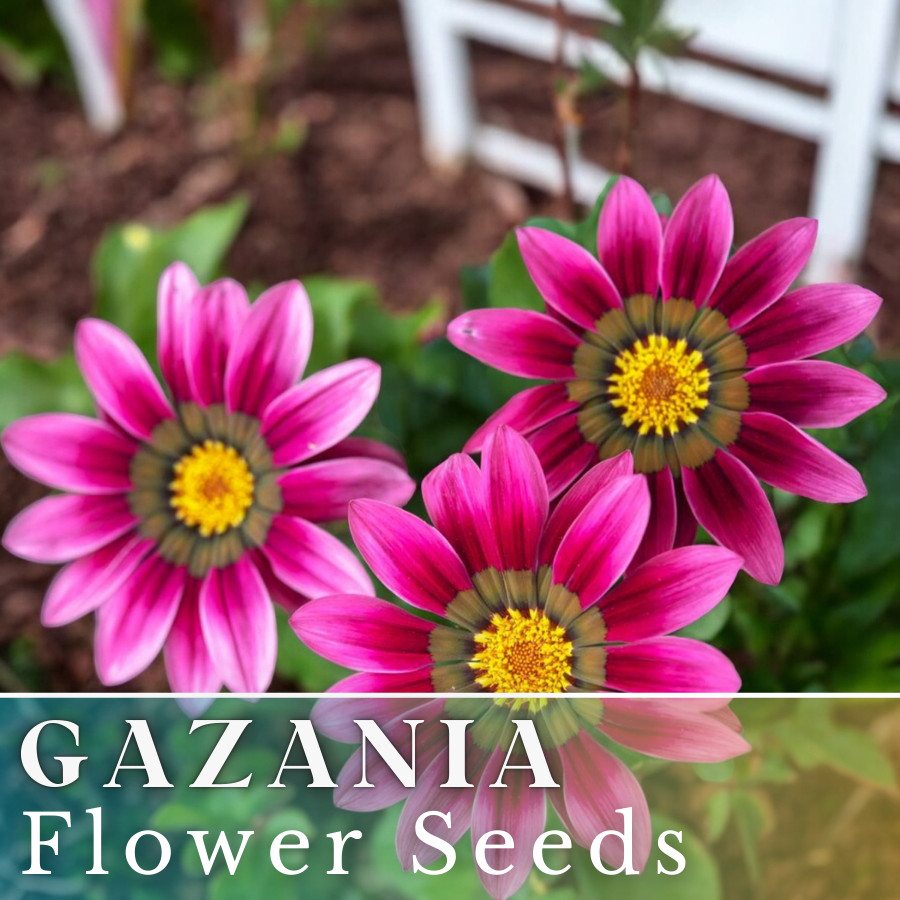 75+ Gazania Seeds -Mystic Flame- Fragrant – Fresh Flower Seeds Non GMO