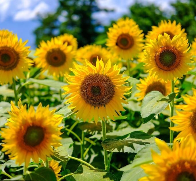 25+Seeds|Mammoth Grey Stripe Sunflowers Seeds #E025