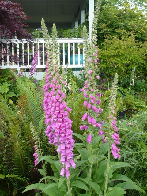Pacific NW Giant Foxglove Mix 20,000 Seeds Digitalis Purpurea *Shelley