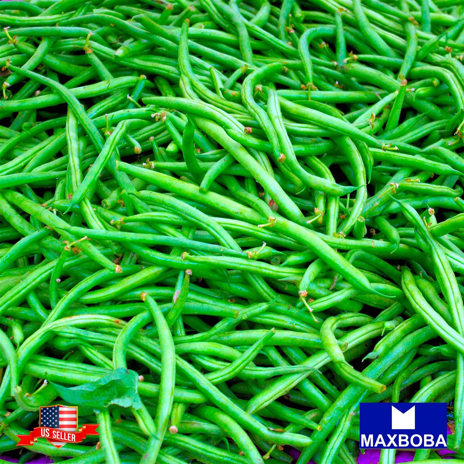 Premium Fresh 96 Seeds Bean Bush Jade Non-GMO Heirloom Vegetable