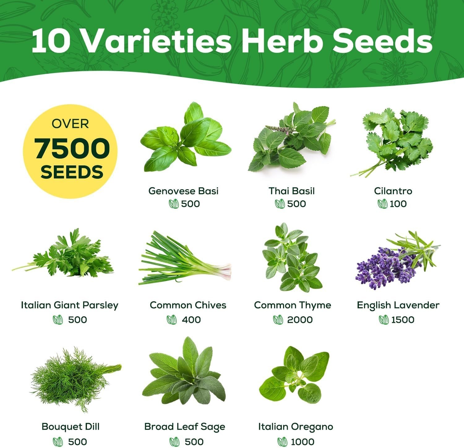 Assorted Non-GMO Herb Seed Pack – 10 Heirloom Varieties for Gardening