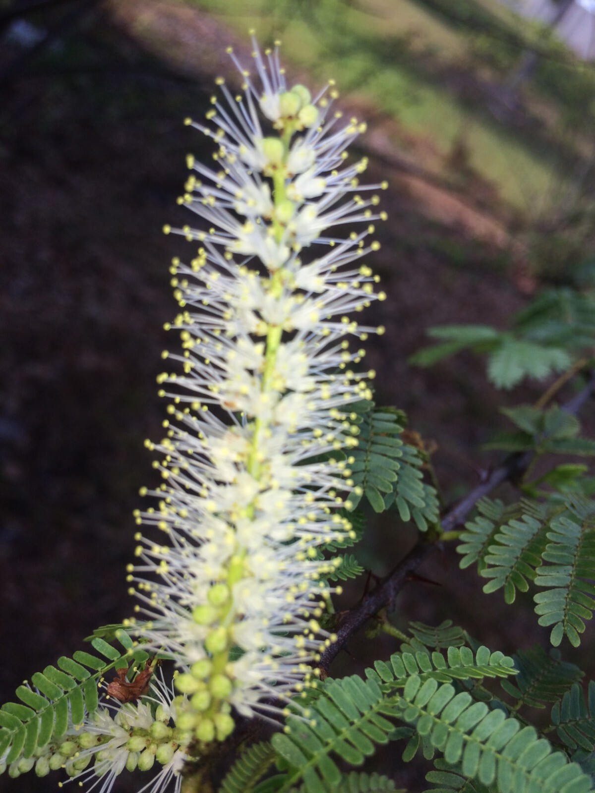 Mimosa Tenuiflora Seeds (not in pods) – 20 Seeds – 2024 Season