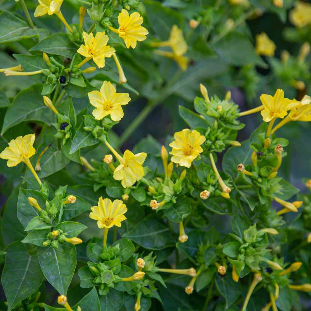 25+ YELLOW FOUR O’CLOCK MIX SEEDS FRESH FOR YOUR FLOWER GARDENS