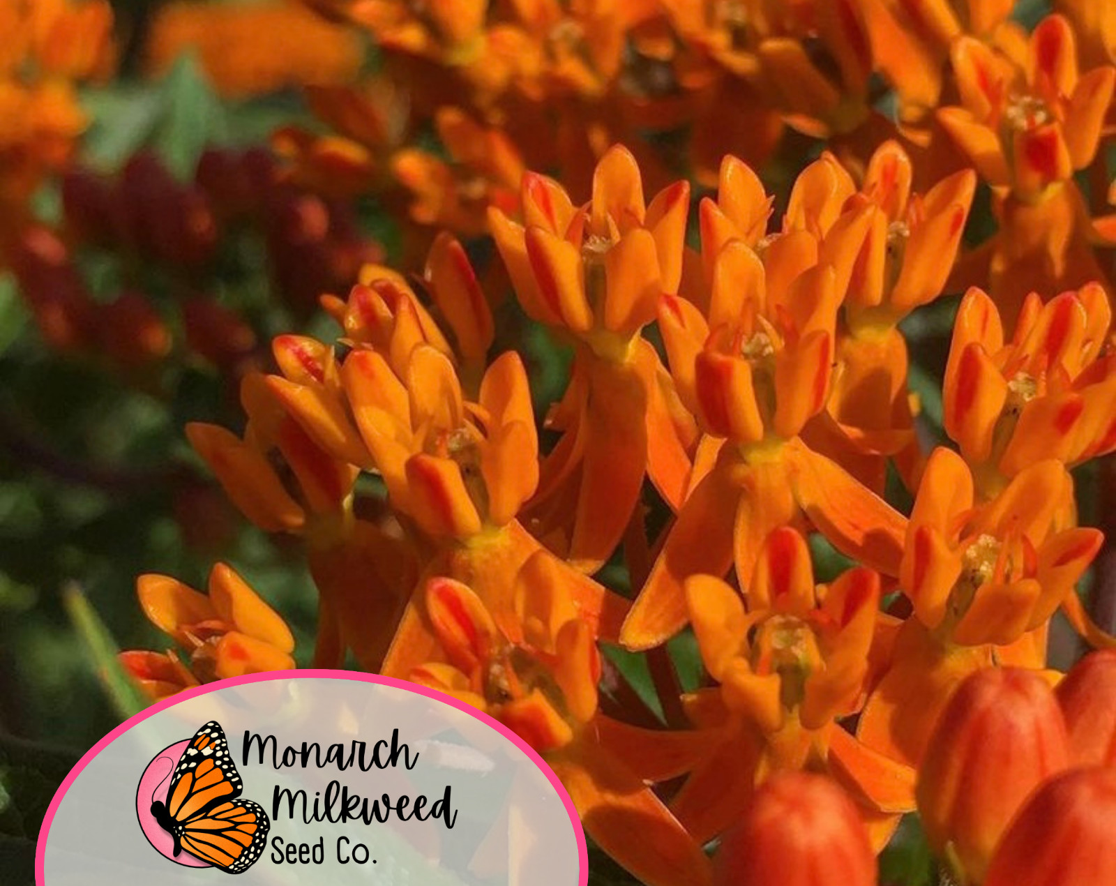 150+ ORANGE BUTTERFLY MILKWEED SEEDS | Monarch Butterfly Native Pollinator Plant