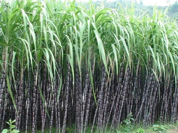 CANE SEEDS ROCK CANDY SWEET N JUICY **6-18 FEET TALL SEEDS Value SUGARCANE