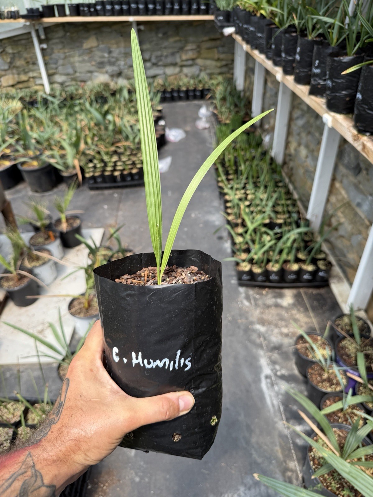 Mediterranean Fan Palm (Chamaerops humilis) – 1 Gallon Grow Bag – Cold Hardy
