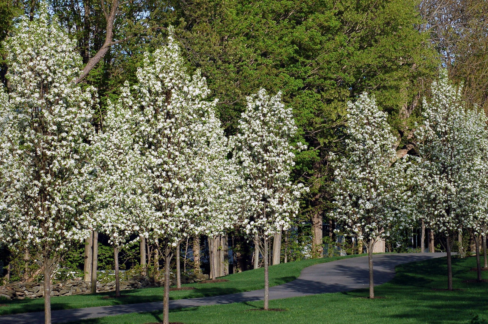 Bradford Pear Tree Seeds (Pyrus calleryana) “Callery” Fast Cold Hardy to Zone 4