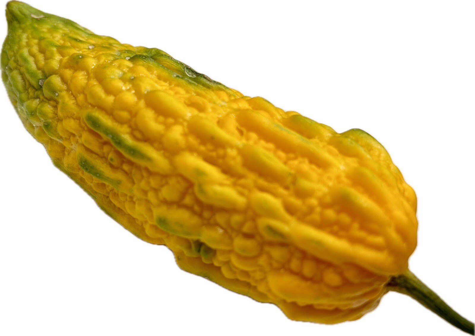 Indian Bitter Melon, Momordica Charantia, Bitter Gourd – 10 Seeds 2023 – USA
