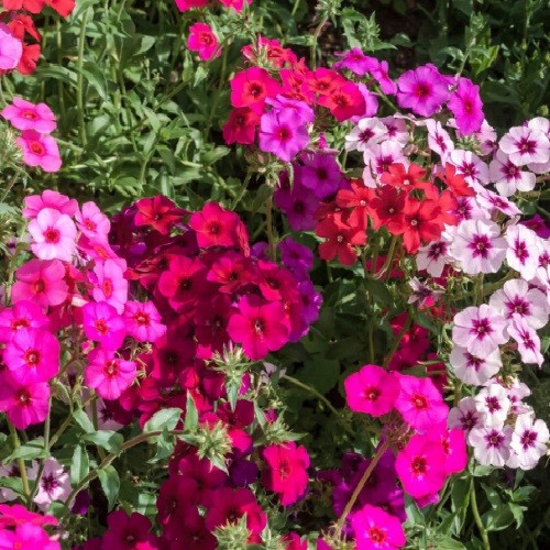 Mixed Colors Phlox Seeds Easy To Grow Fragrant, Beautiful Sun Loving Pollinators