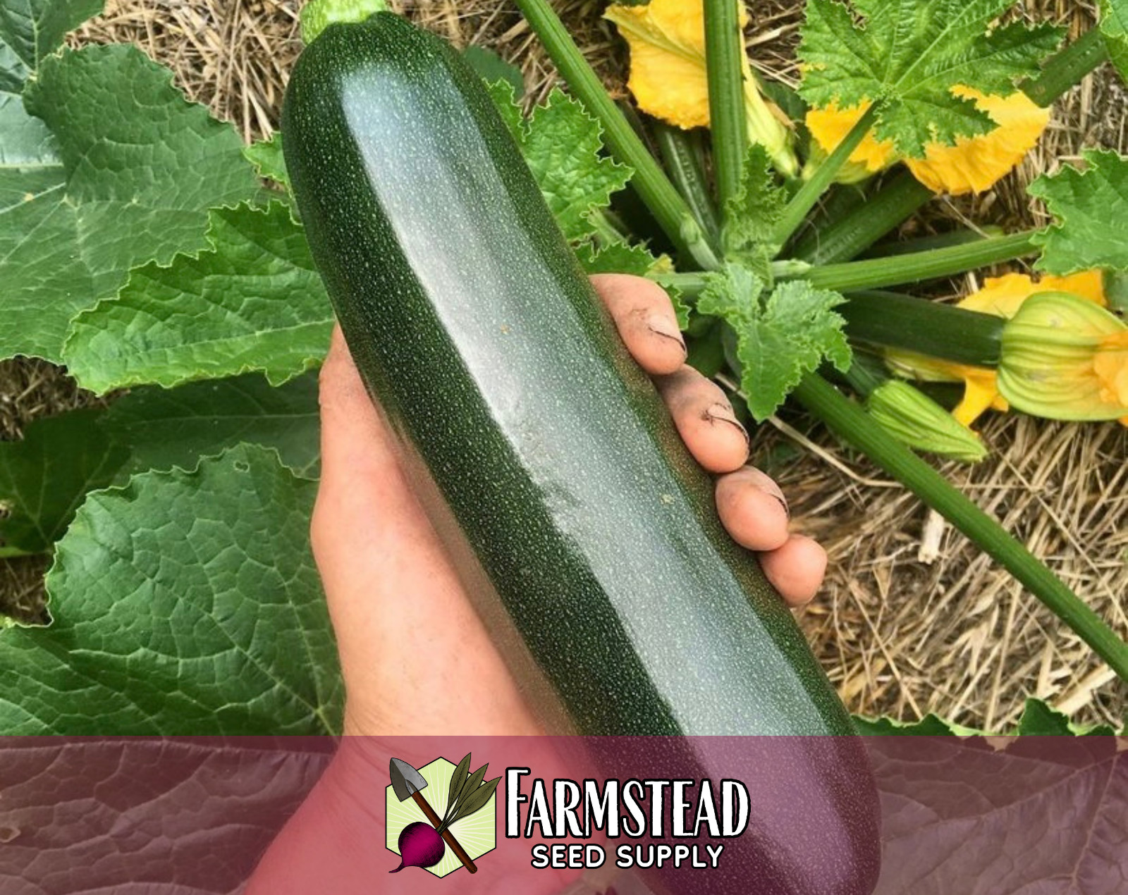 45+ Zucchini Squash Seeds [Black Beauty] Heirloom Vegetable Garden Seed, USA