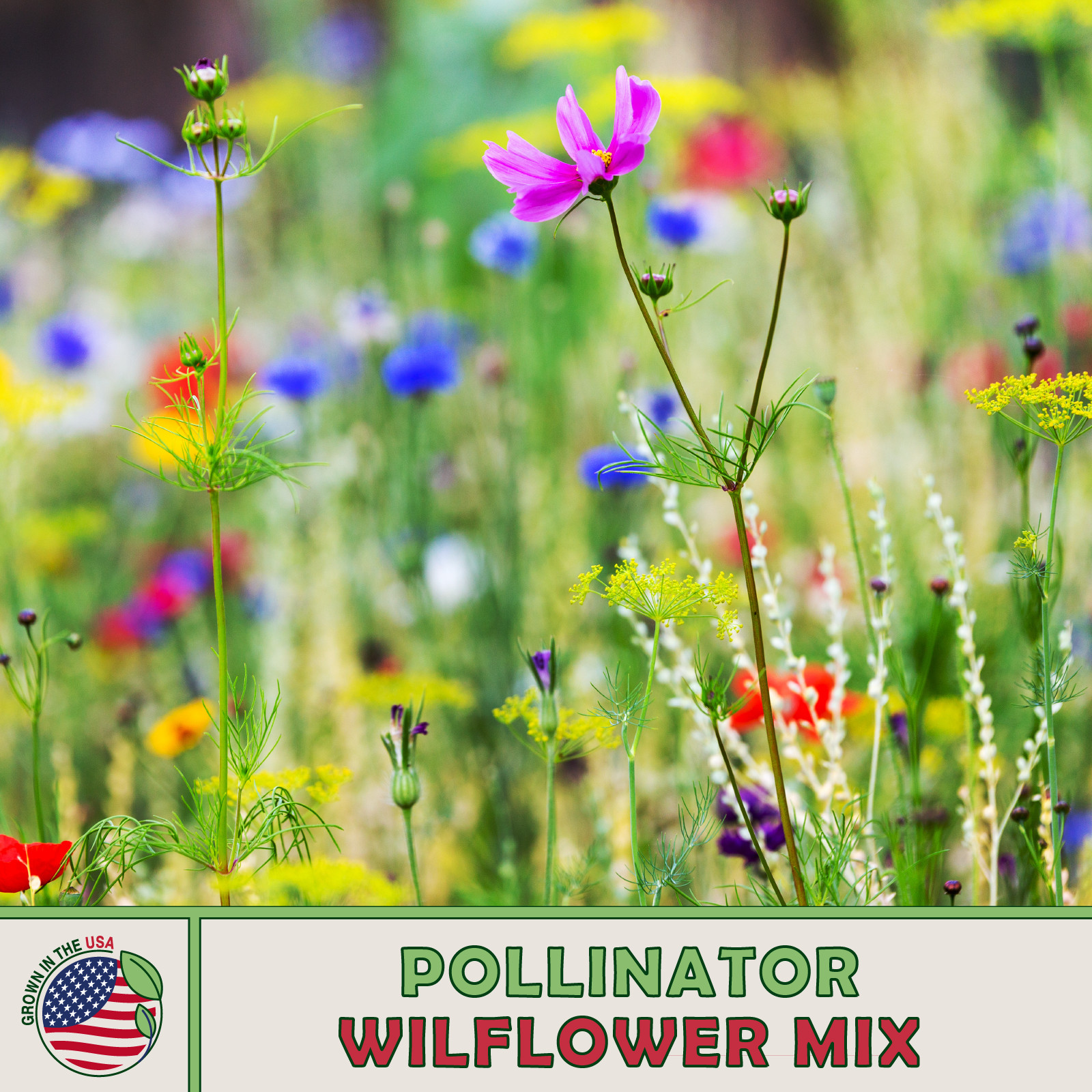 Pollinator Wildflower Mix, Butterfly & Bee Attractor, Non GMO, Genuine USA