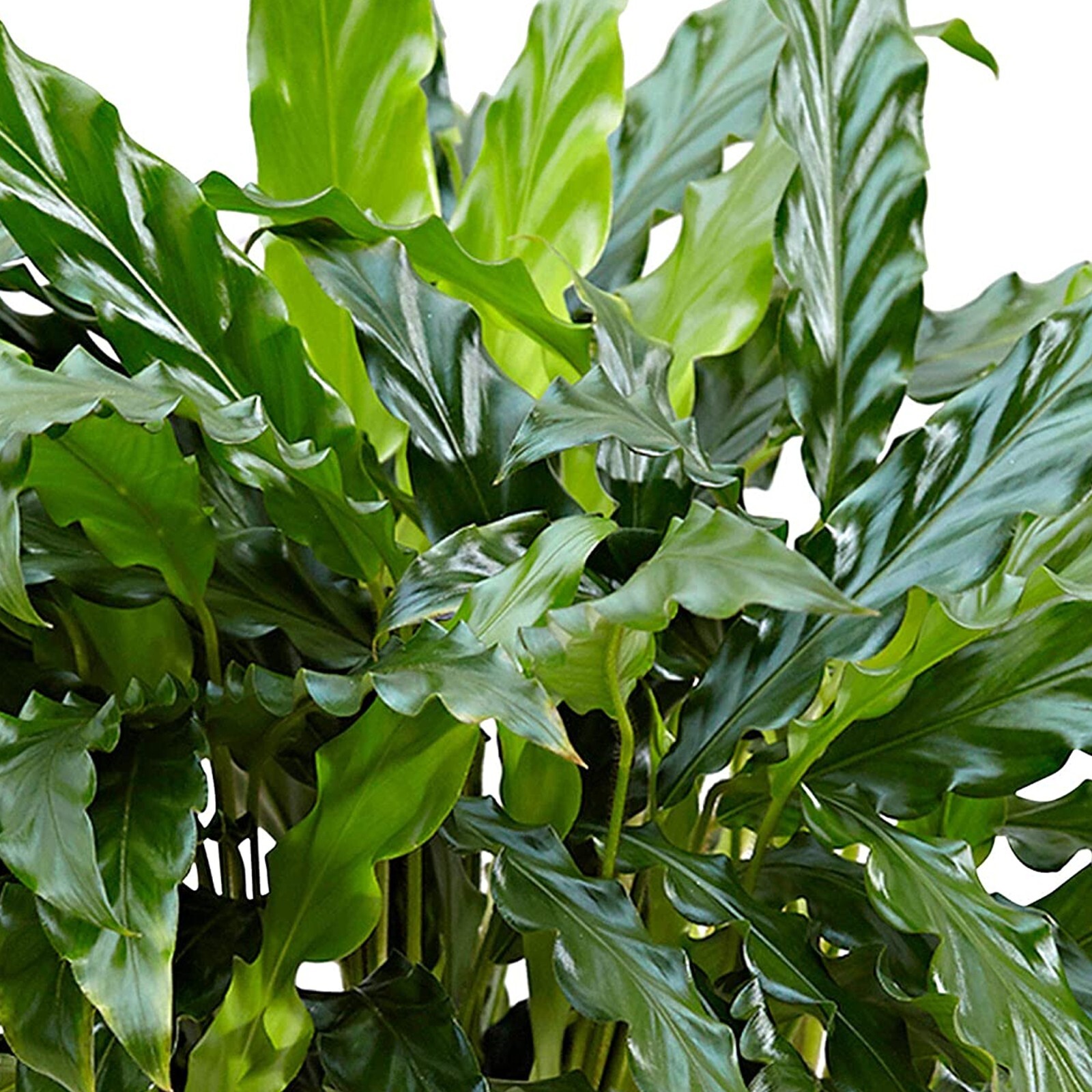 Calathea Grass Seeds