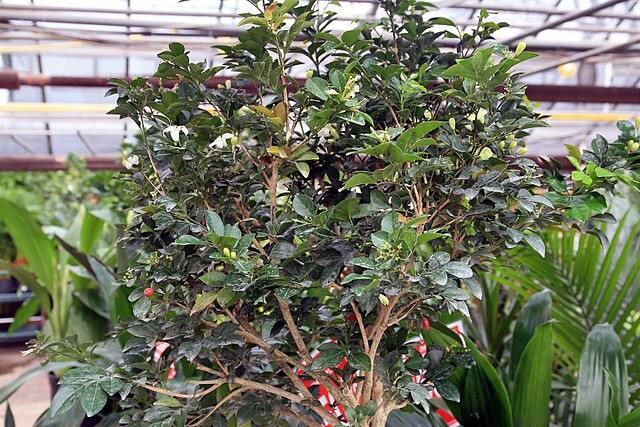 Murraya paniculata | Short Variety | Dwarf Orange Jasmine | 10 Seeds