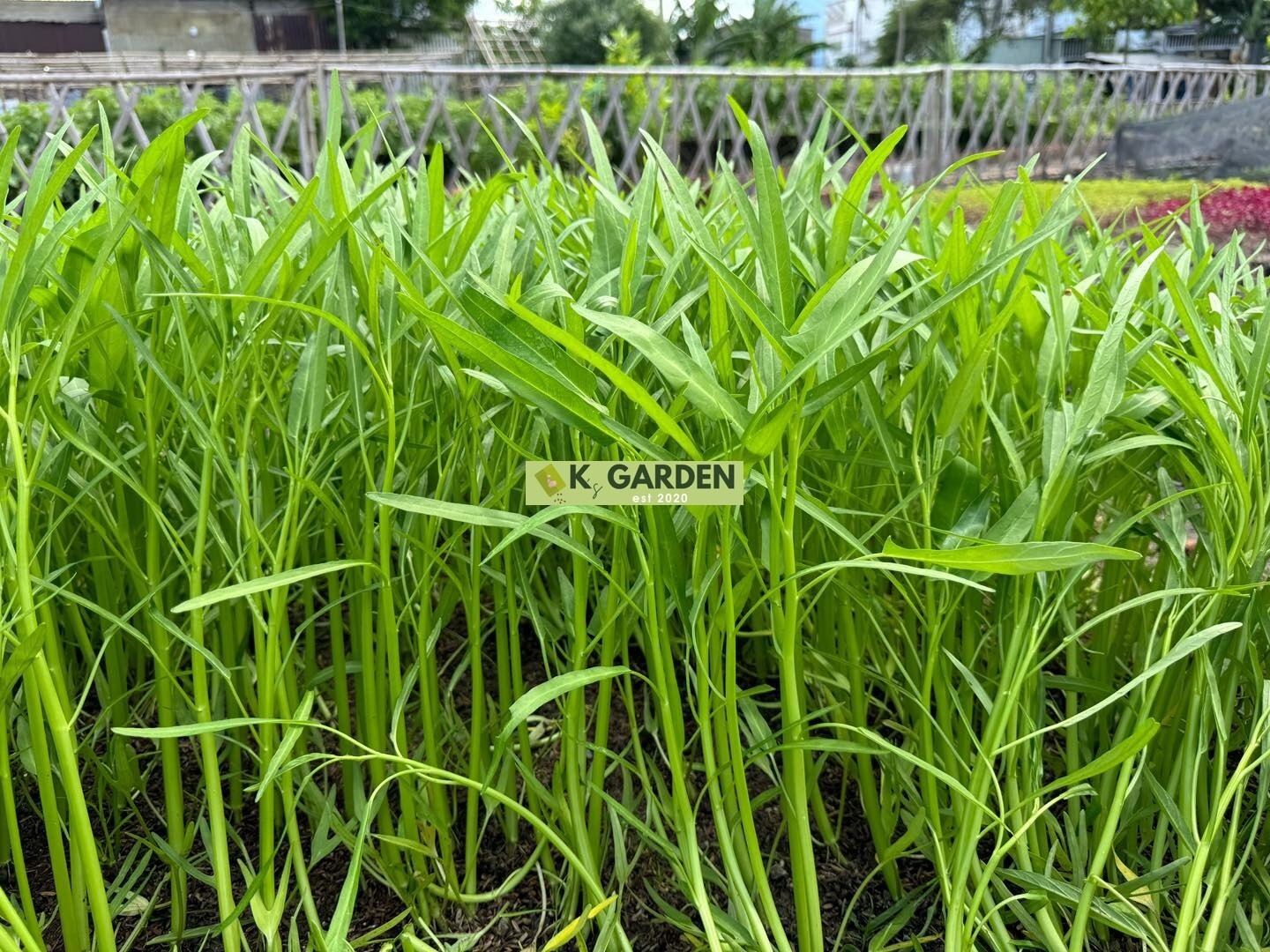 WATER SPINACH (SMALL LEAF) SEEDS,ONG CHOY, KANGKONG, RAU MUỐNG LÁ TRE (400+ pcs)