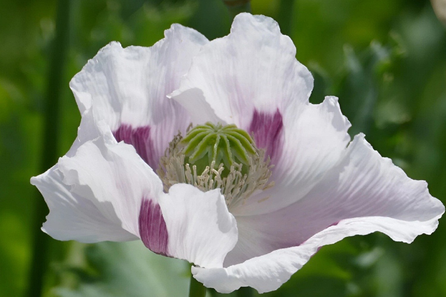 20,000+ Untreated, Organic Tasmanian Papever Somniferum Poppy Seeds for Planting