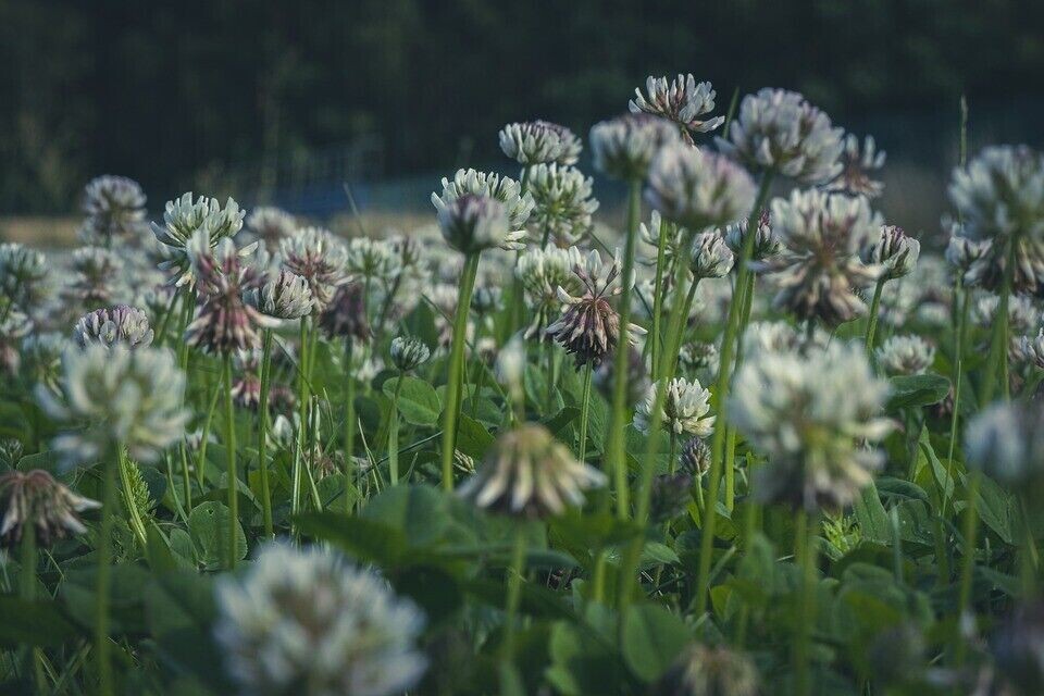 15200+ White Dutch Clover Seeds, Heirloom, Garden FRESH Perennial Flower seeds