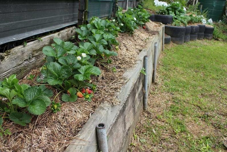 12 Strawberry Plants ” Jewel”-Superb Quality (Pack of 12 Bare Root)Zones: 4-9