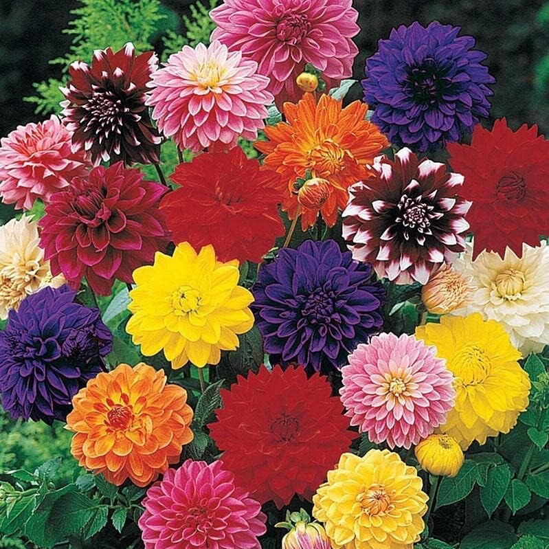 Decorative Dahlia Mixture Bulbs for Planting – Mixture of Various Dahlia, Large