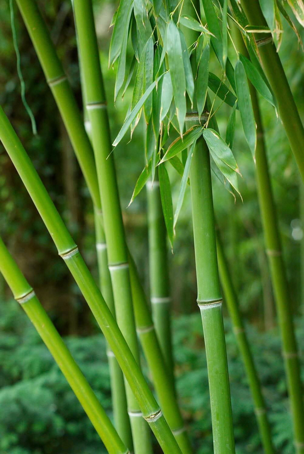 500 Bissetii Bamboo Seeds | Privacy Climbing Garden Seeds | Fast Growing Screen