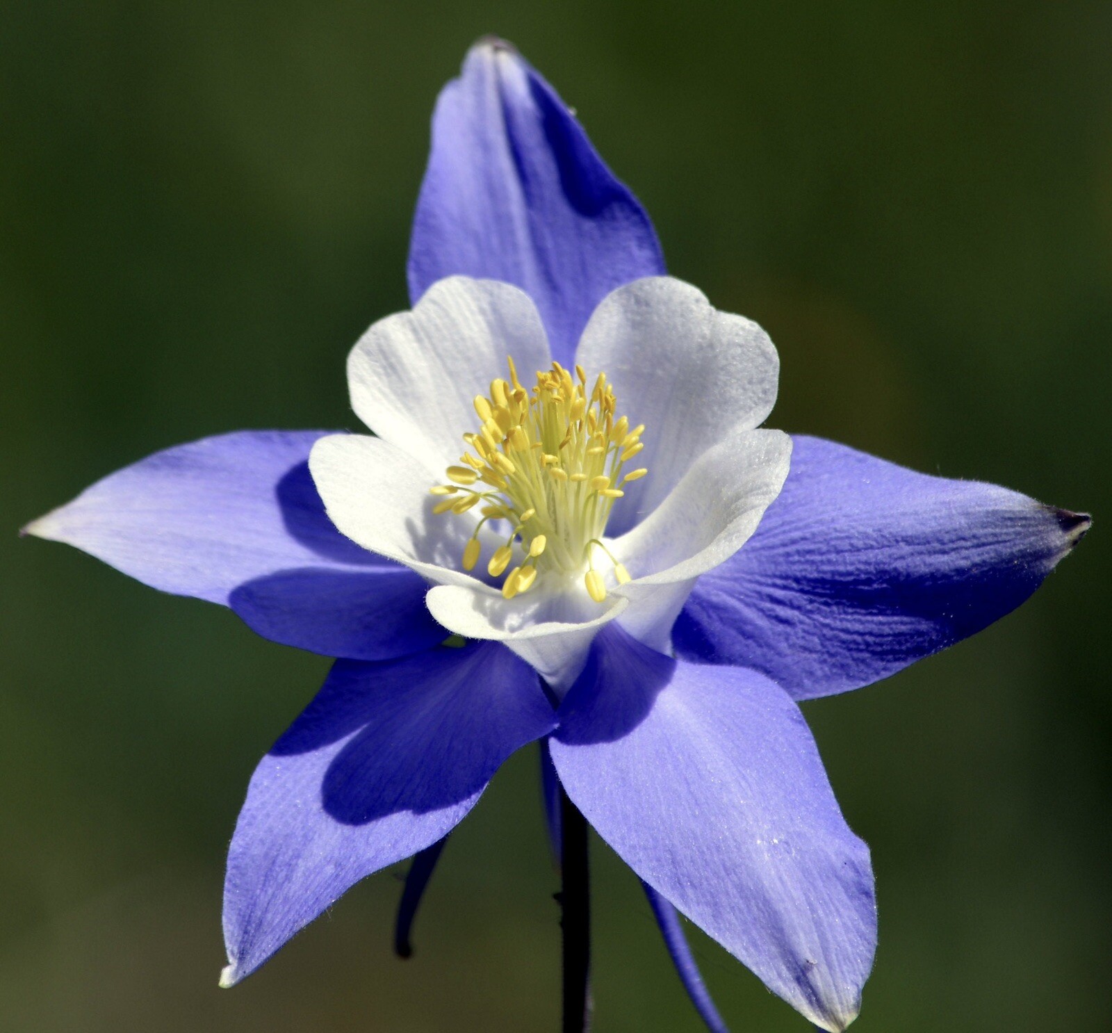 ROCKY MOUNTAIN COLUMBINE FLOWER SEEDS NON GMO FRESH HARVEST FREE SHIPPING