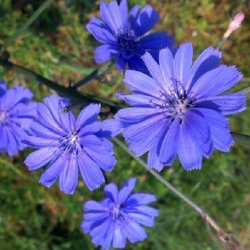 Chicory (Cichorium intybus) Seeds – Cornflower Blue Blooms – Heirloom Perennial