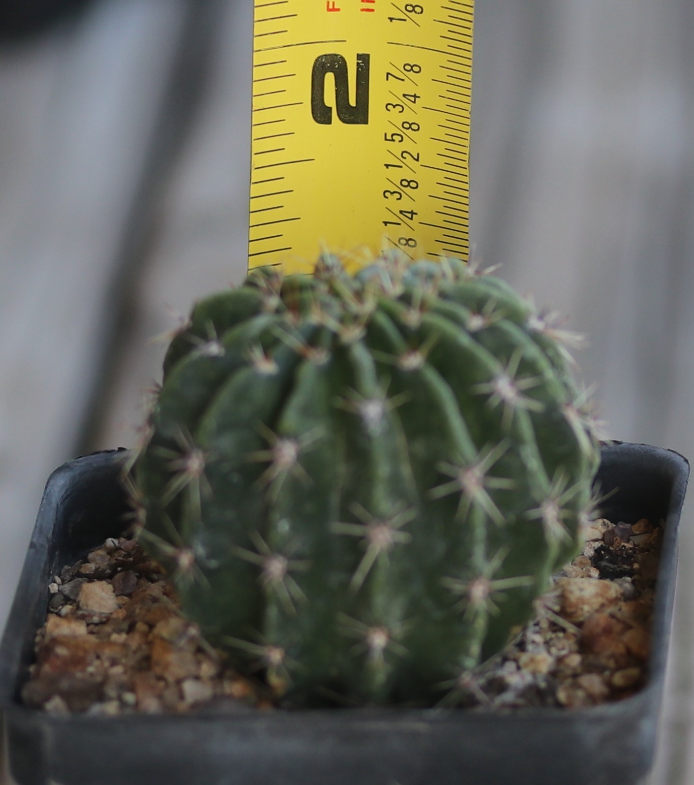 Echinopsis hybrid ‘Rittergelb’