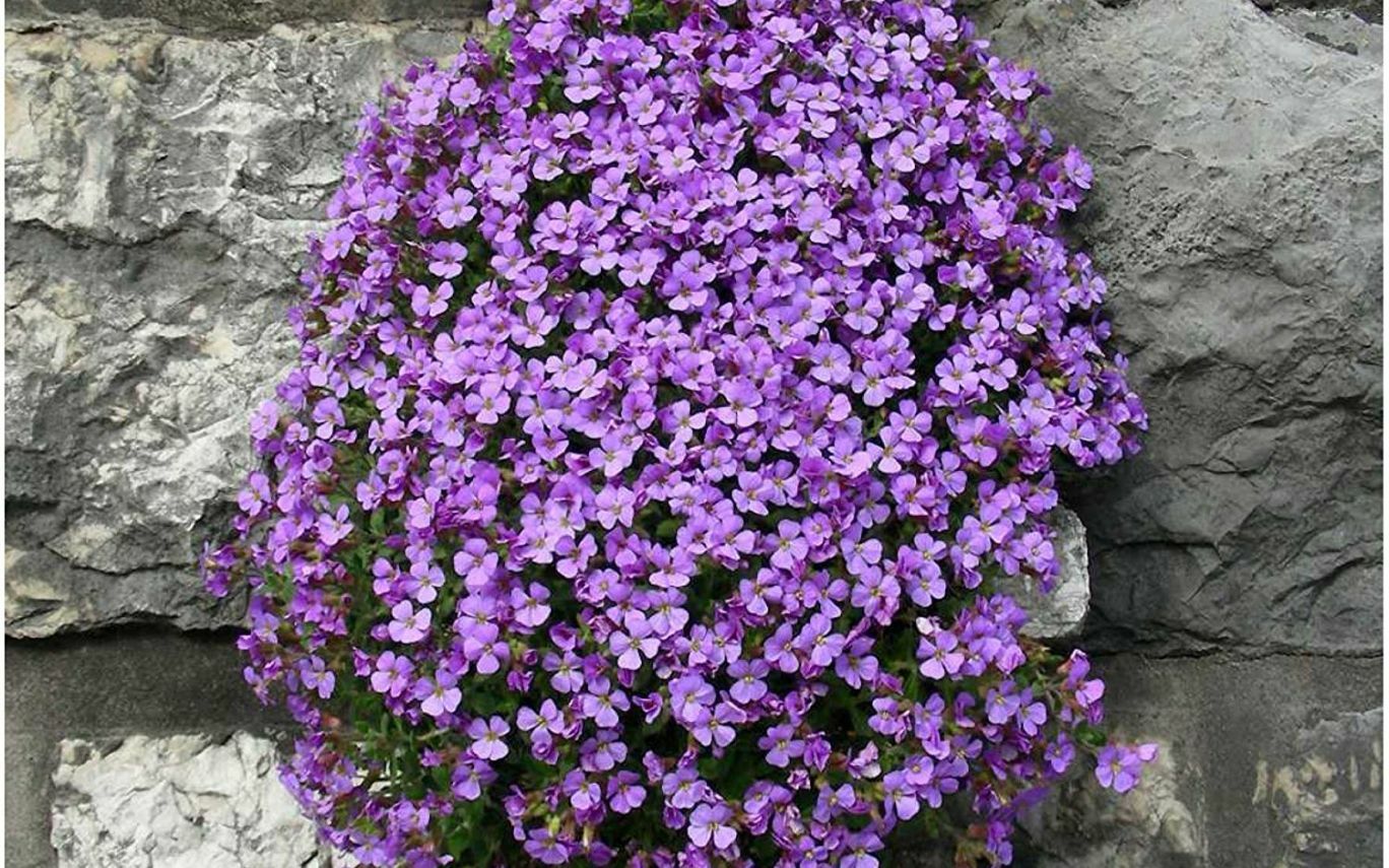 501+PURPLE ROCKCRESS Flower Seeds Drought Heat Cold Groundcover Container Easy