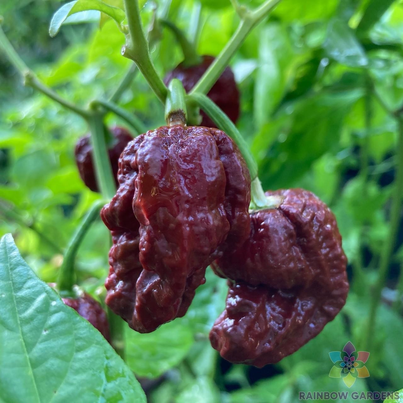 25+ 7 Pot Douglah Hot Pepper Seeds for Garden Planting – USA – FREE SHIPPING!