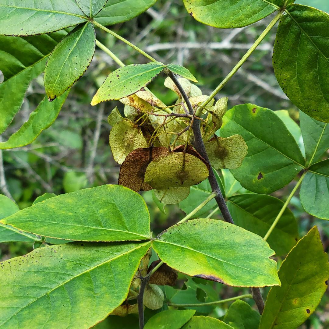 5+ Common Hoptree Seeds | Ptelea Trifoliata | Wafer Ash Tree | Florida Native