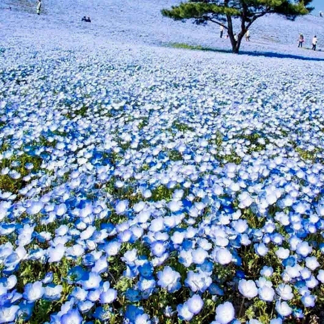 500+ BABY BLUE EYES SEEDS —- GROUNDCOVER — WILDFLOWER — DROUGHT TOLERANT