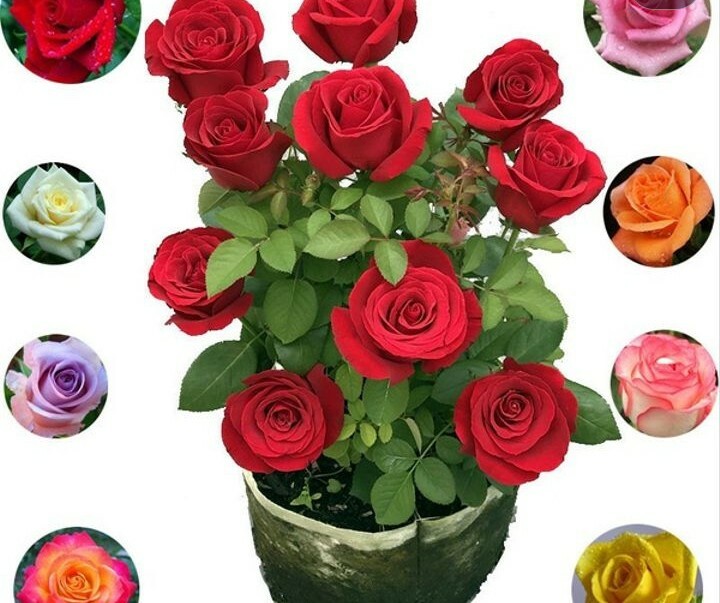 Multi color Rose Bonsai Seeds Aromatic 10 seeds