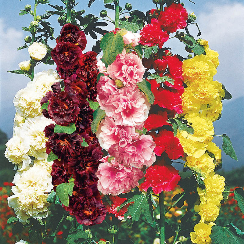 hollyhock, CHATERS DOUBLE MIX, chater’s 35 SEEDS GroCo – BUY ANY 10 – SHIPS FREE