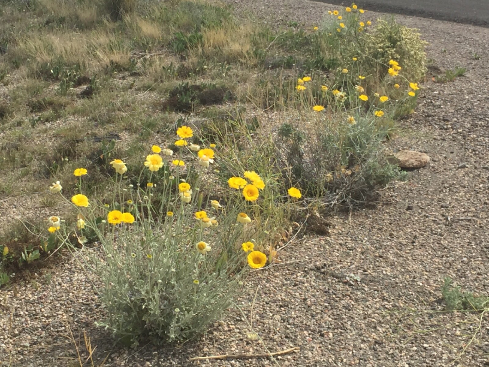 Baileya multiradiata Desert Marigold Wildflower 25 Seeds Beautiful Yellow Flower