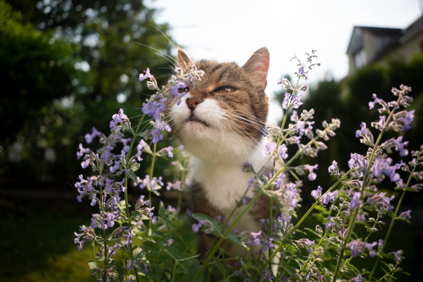 Catnip Seeds Organic Free Shipping! High Germination!