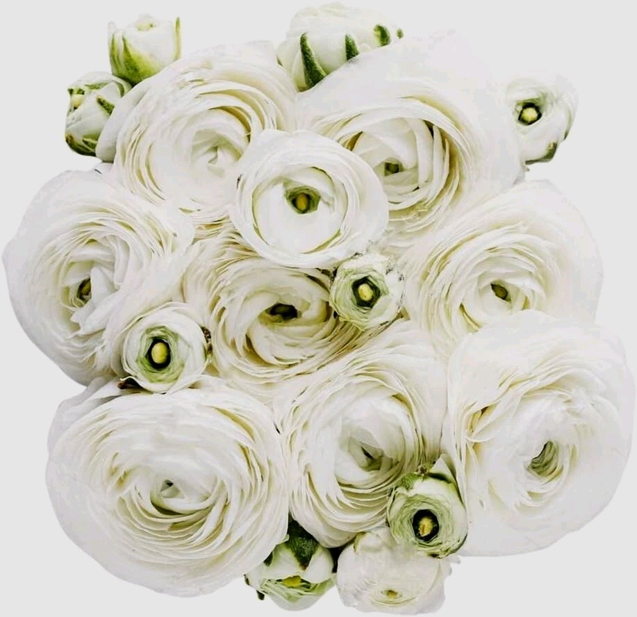 Ranunculus White 10 Bulbs Peony Rose Flowers Buttercup Florist Garden Bouquet